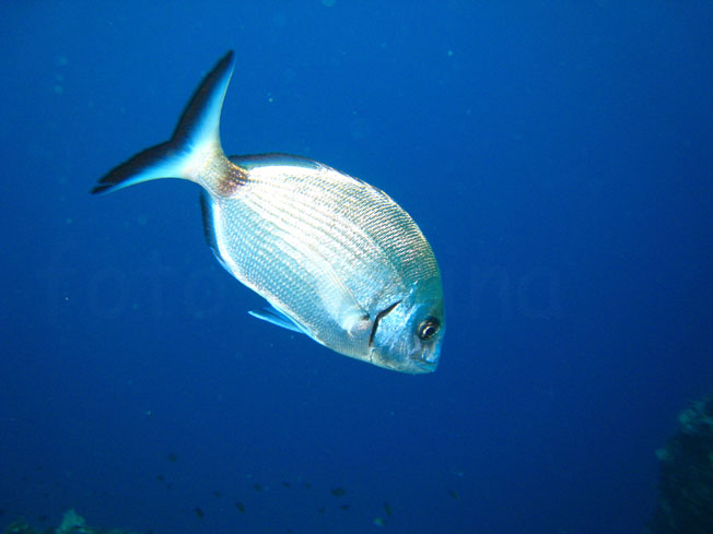 Qualche pesce da Portofino